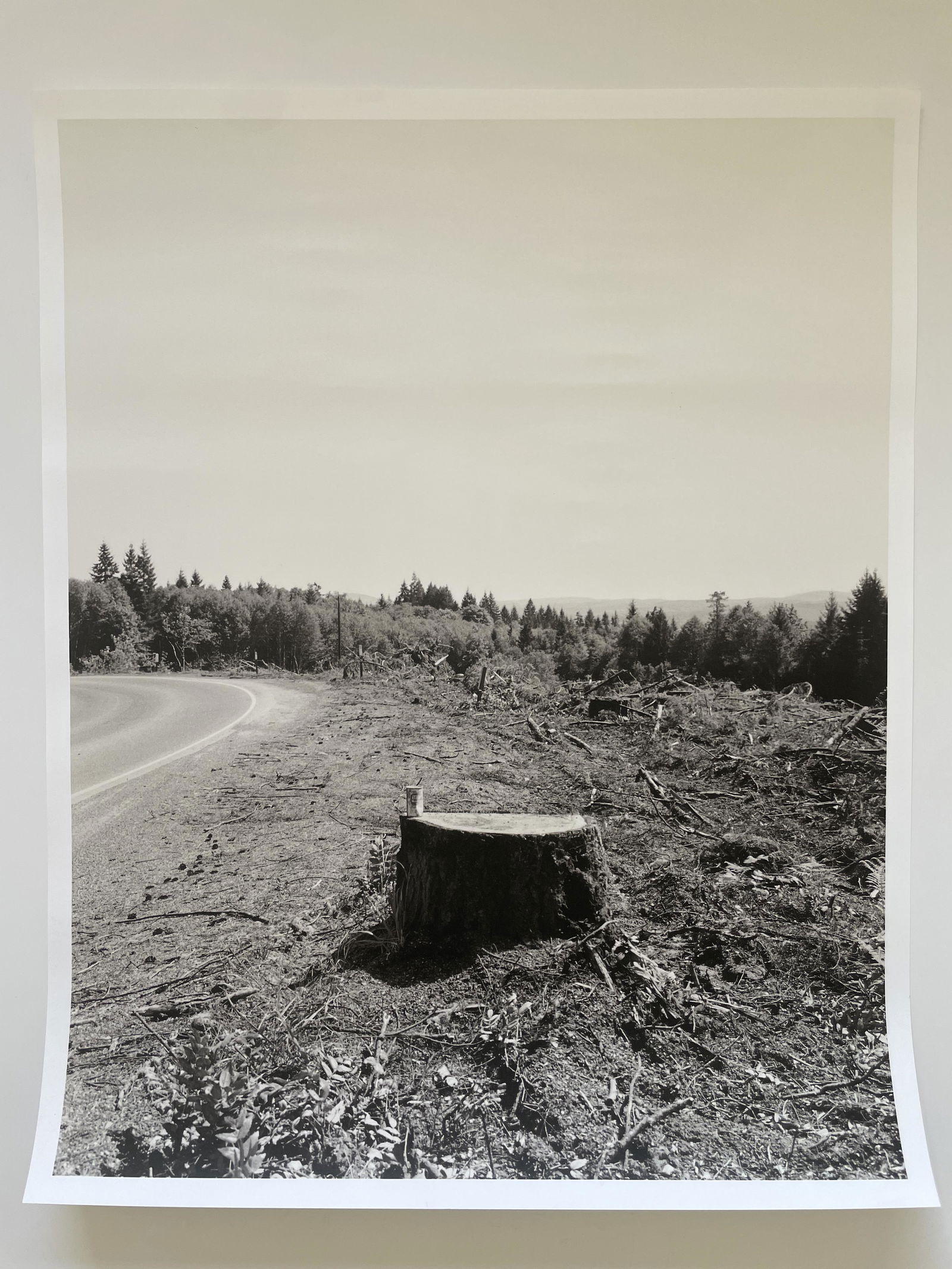 Robert Adams "Untitled, Trees" Offset Lithograph: Robert Adams "Untitled, Trees" Offset Lithograph. Measures (approx): 20.25 x 16. Verso is blank.