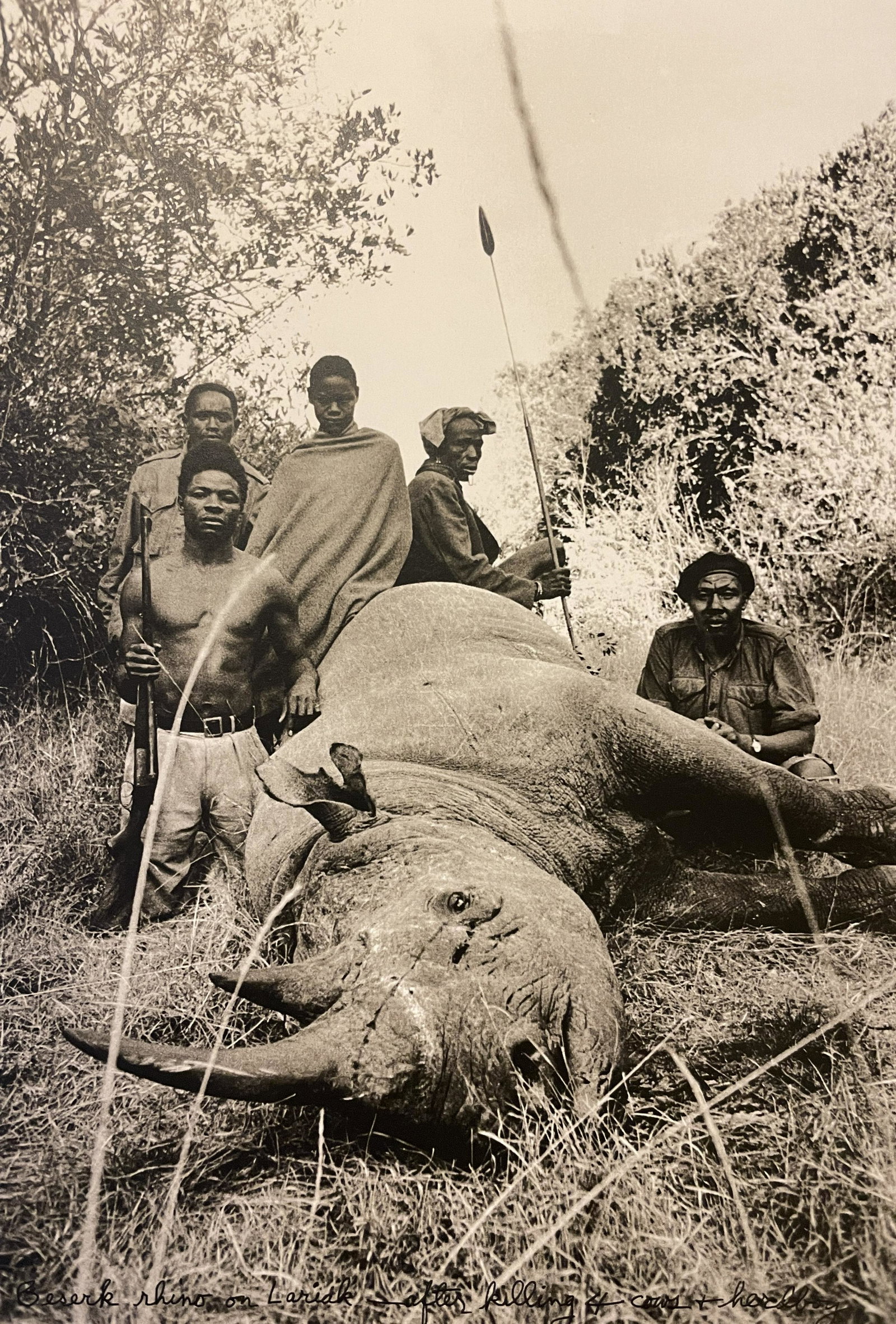 Peter Beard "Rhino Killing" Print: Peter Beard "Rhino Killing" Print Measures (approx): 11 x 7.35. Verso is blank. Mounted to archival quality paper.