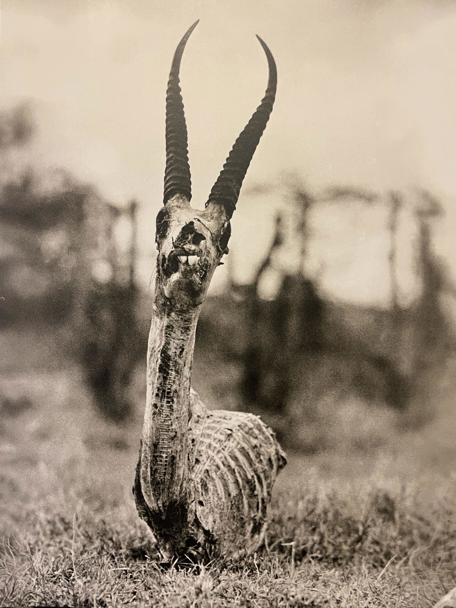 Peter Beard "Animal Brutality, Skinned" Print: Peter Beard "Animal Brutality, Skinned" Print Measures (approx): 11.75 x 10.25. Verso is blank. Mounted to archival quality paper.