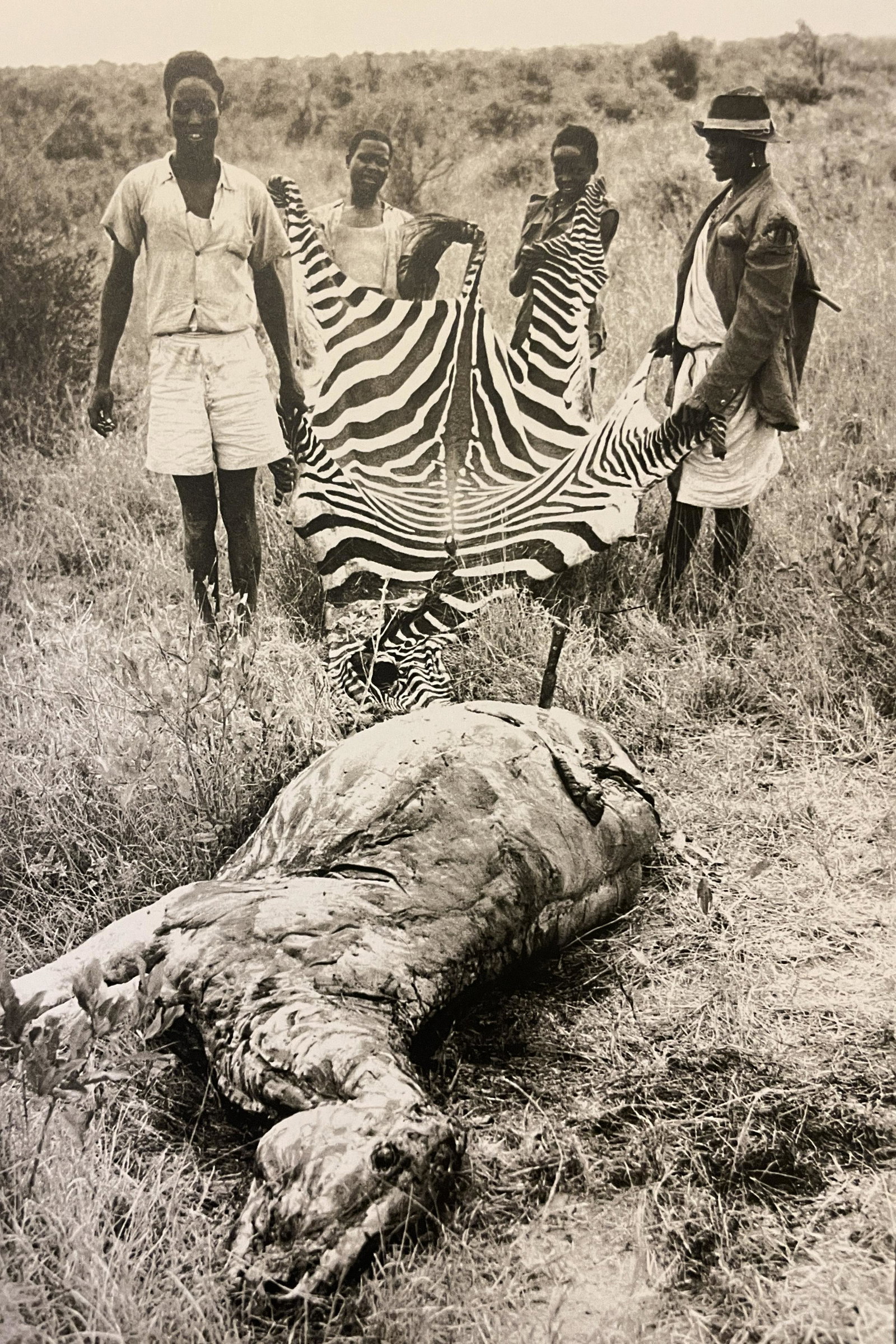 Peter Beard "Skinned Zebra" Print: Peter Beard "Skinned Zebra" Print Measures (approx): 10.75 x 7. Verso is blank. Mounted to archival quality paper.