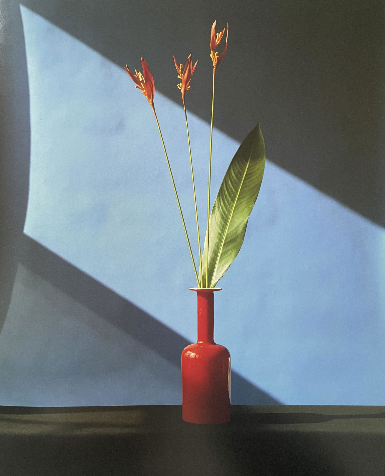 Robert Mapplethorpe â€œFlowers, 1982â€ Print: Robert Mapplethorpe â€œFlowers, 1982â€ Print Measures (approx): 12 x 10.8. Verso is blank. Printed circa 1990â€™s.