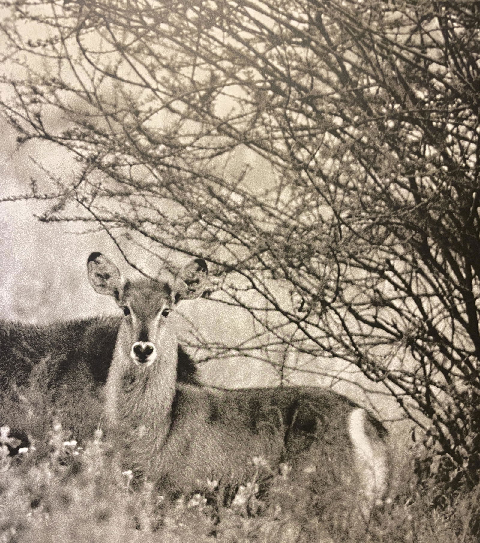 Peter Beard "Untitled, Animal" Print: Peter Beard "Untitled, Animal" Print Measures (approx): 11.75 x 10.25. Verso is blank. Mounted to archival quality paper.