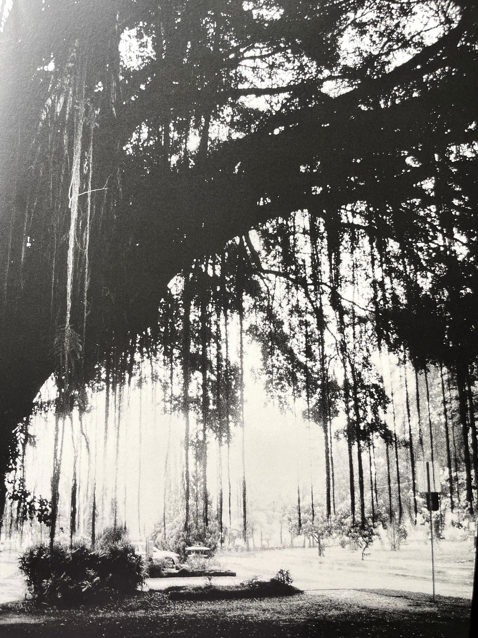 Daido Moriyama "Untitled, Hawaii" Print (1 of 6)