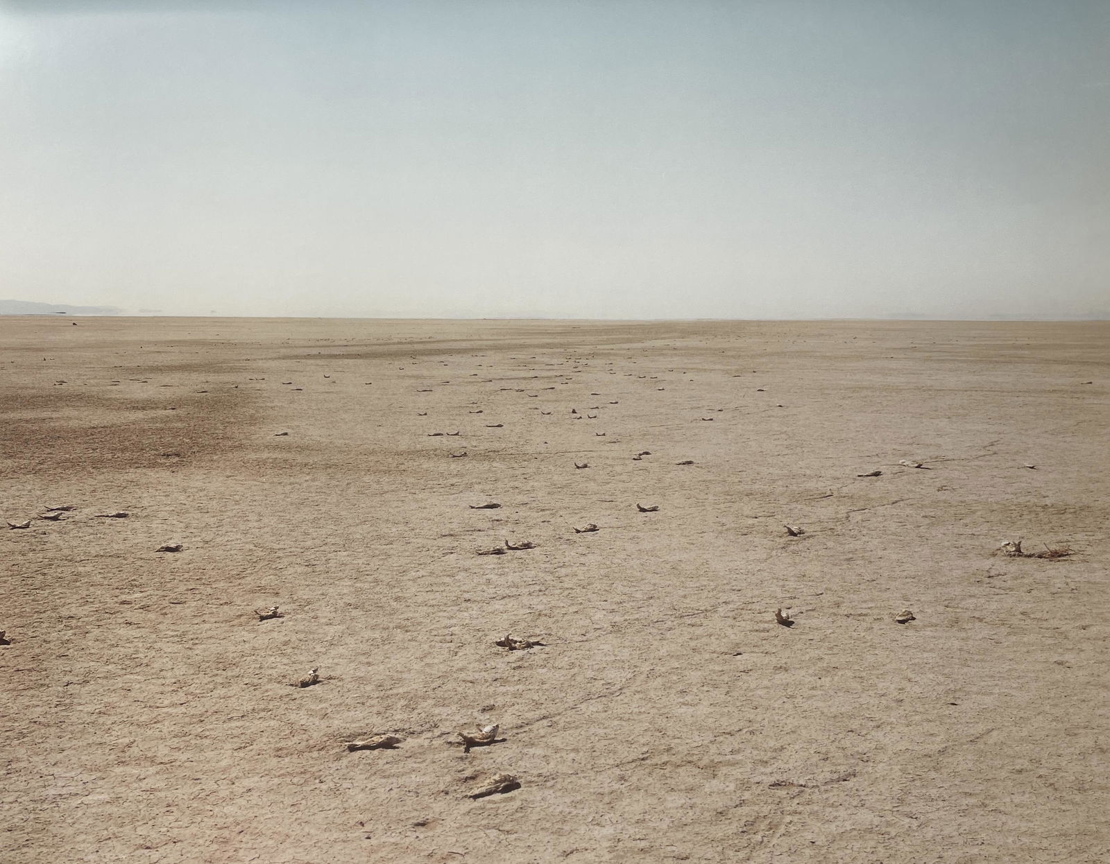 Richard Misrach "Dead Fish, Bravo 20 Bombing Range, Nevada, 1986" Print (1 of 7)