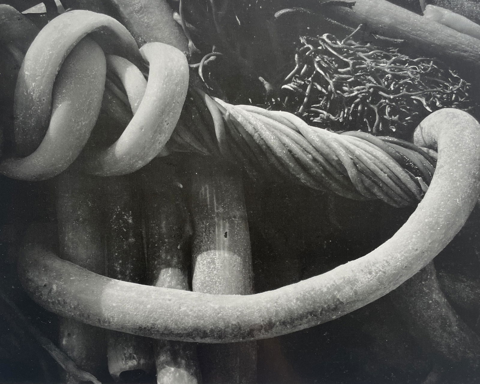 Edward Weston "Kelp, 1930" Print (1 of 5)