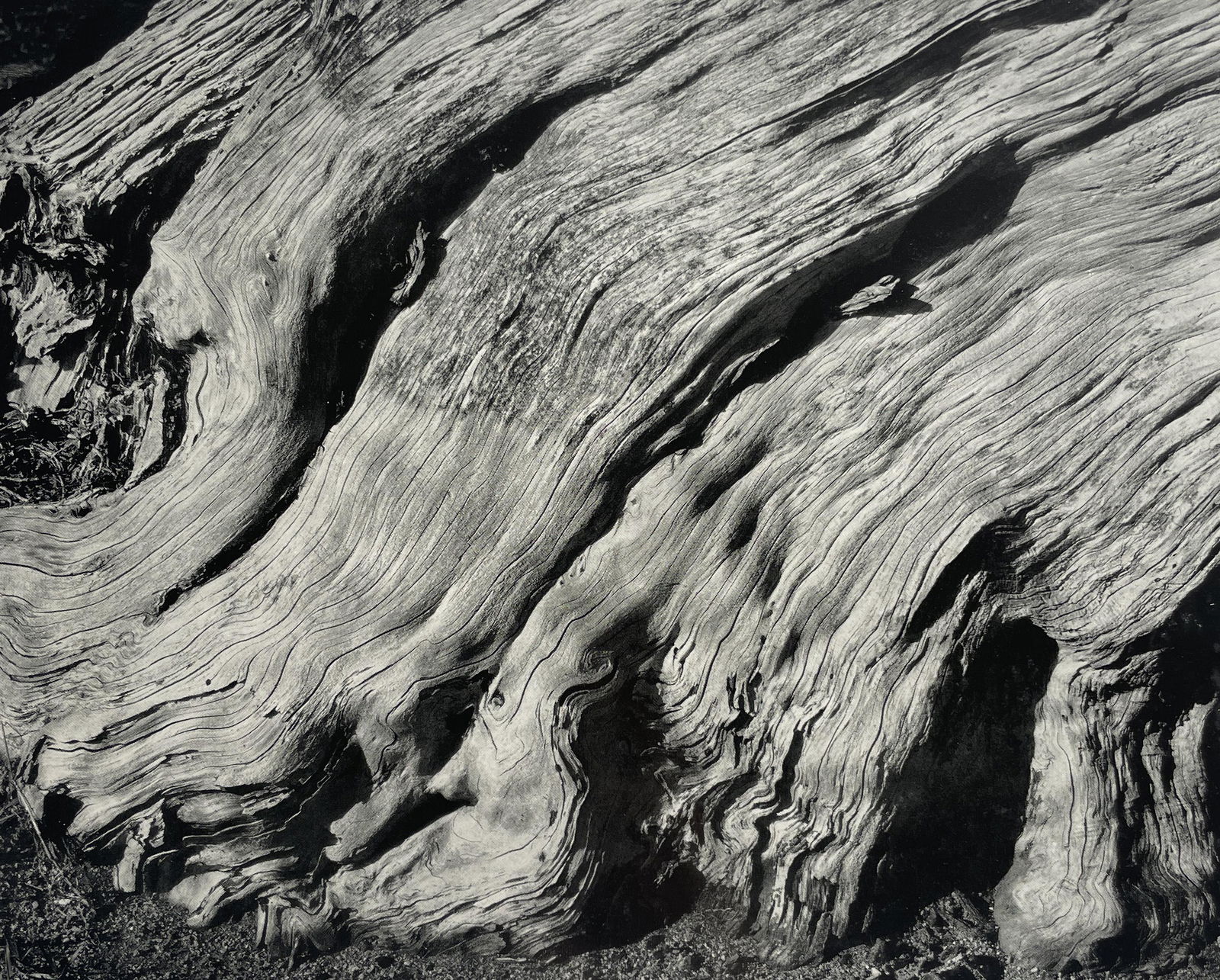 Edward Weston "Cypress Root, 1929" Print (1 of 6)