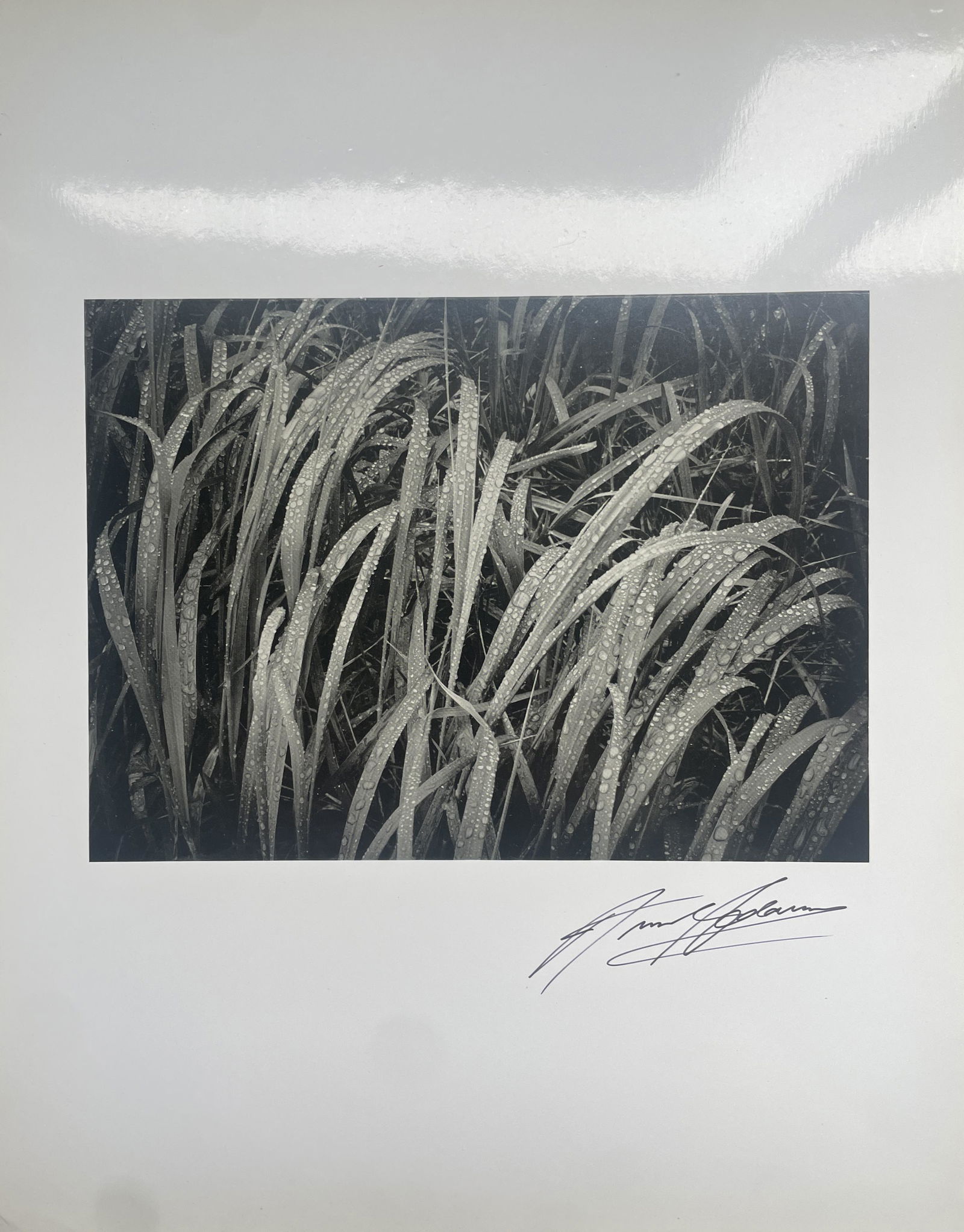 Ansel Adams Signed "Grass in Rain, Glacier Bay National Monument, Alaska" Print (1 of 6)