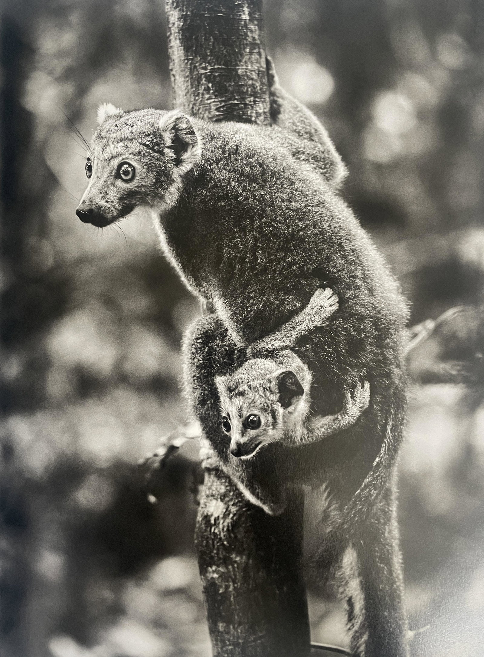 Sebastiao Salgado "Untitled" Print (1 of 6)