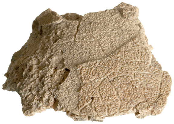 fossilized embryo