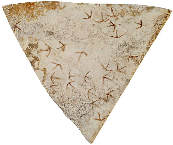 Fossils - Bird Tracks from Utah