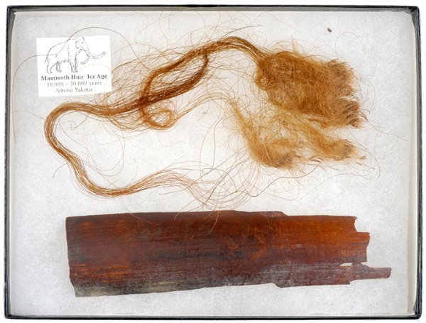 Wooly Mammoth Hair and Ivory, Siberia.: Fossils and RelatedWooly Mammoth Hair and Ivory, Siberia. Large sample of 30,000 year old Wooly Mammoth hair. Hair does not fossilize, so it is rare to find it with the animal. This specimen contains 