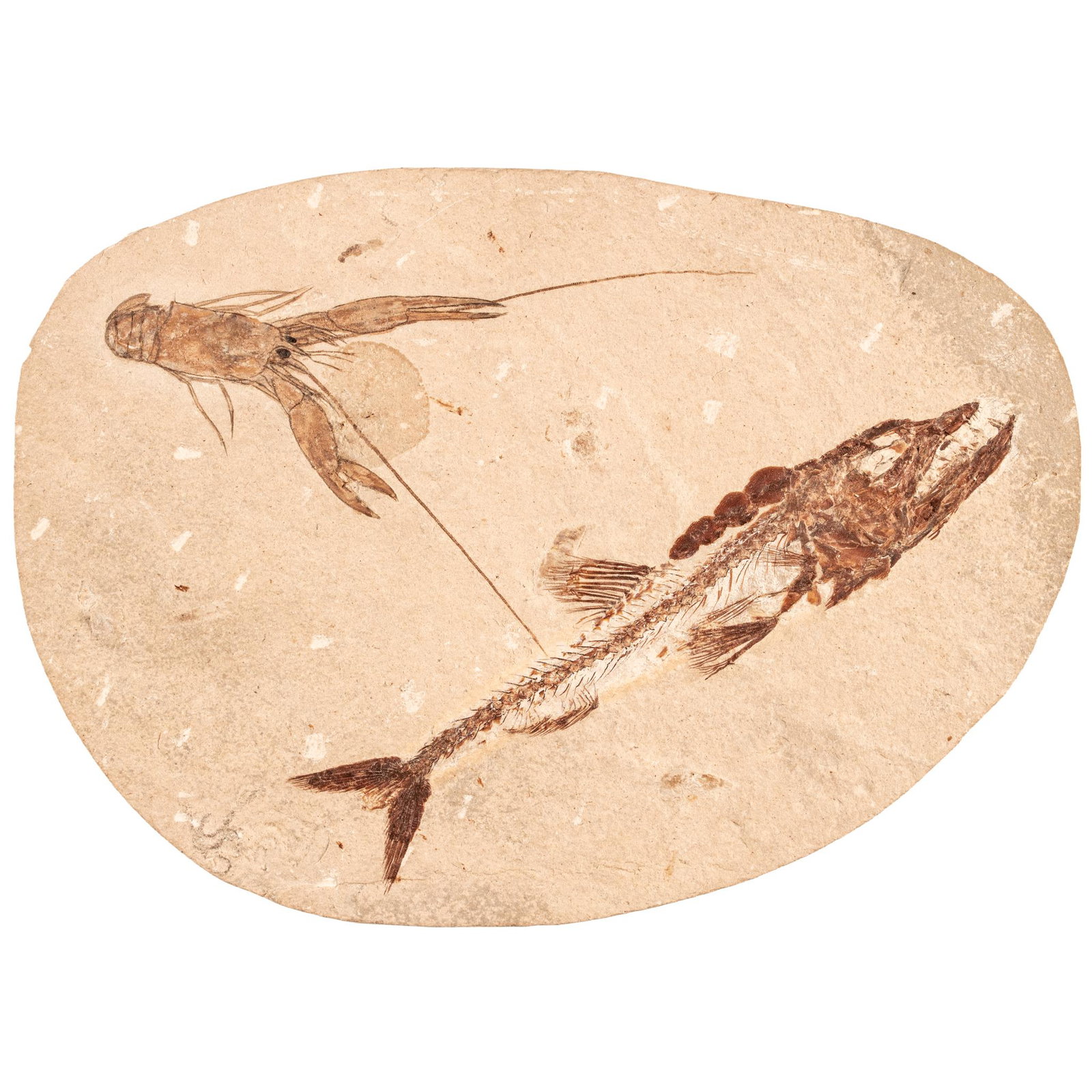 Fossils Viper Fish and a Lobster on the Same Slab: Fossils and Related Viper Fish & Lobster on Same Slab 100 Million Years Old High Quality Viper Fish and Lobster on Same Slab, 100 Million Years Old. This aesthetically attractive oval slab contains tw