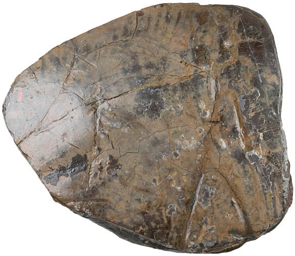 Fossil - Rare Bearpaw Ammonite