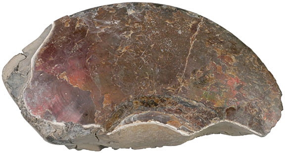 Fossil - Rare Bearpaw Ammonite