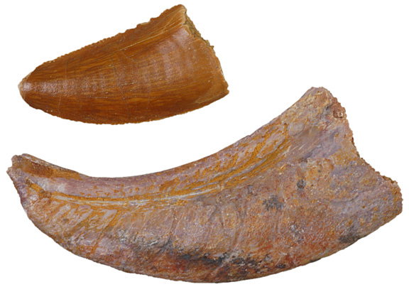 Rare Hand Claw and Dinosaur Tooth from Morocco