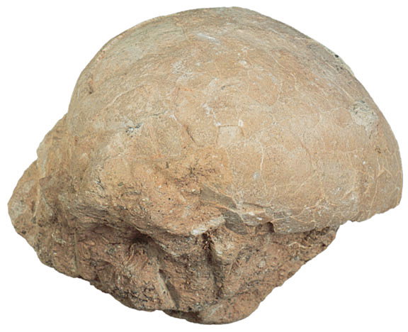 Hadrasaur Fossilized Dinosaur Egg
