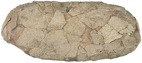 Fossilized Oviraptor Egg