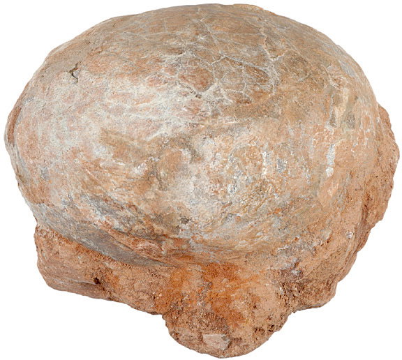 Duck Billed Dinosaur Egg, Henan Province, China