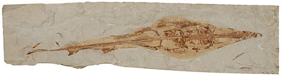Fossil of a Rhinobatus, (Cartilaginous Fish)