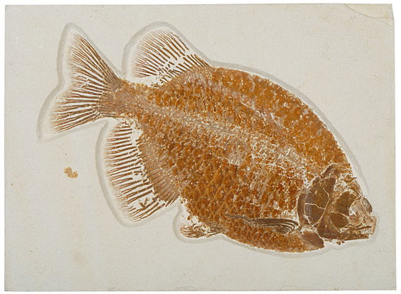 Extremely Large Fossil of a Phareodus.