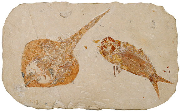 100 Million B.C. Guitarfish and Herring-Like Fish