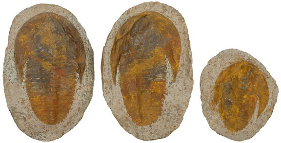 Unusual Nodule of Trilobite Imprints