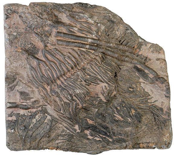 Block of Crinoids and Stems from Morocco.
