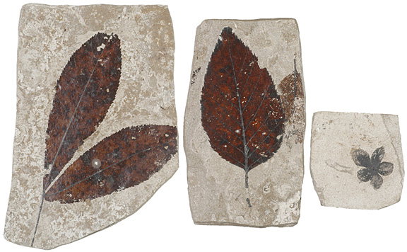 Fossilized Plants and Flower