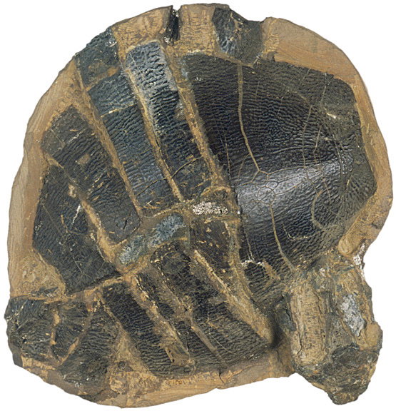 Fossilized Turtle from the Late Eocene Period