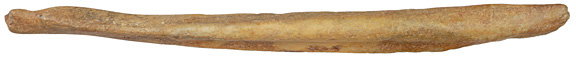 Fossil-Cave Bear Penis Bone,Baculum