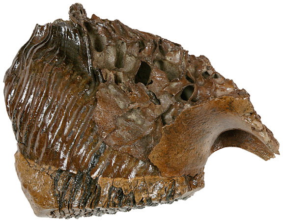 Mammoth Tooth Embedded in a Partial Mandible