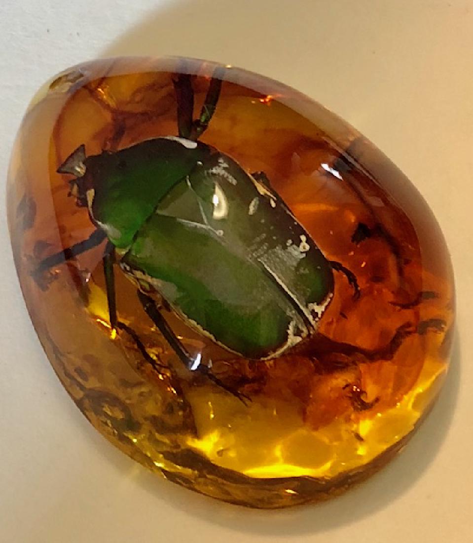 Amber Encased Fossilized GREEN BEETLE BUG Teardrop: Multiple Photos Posted