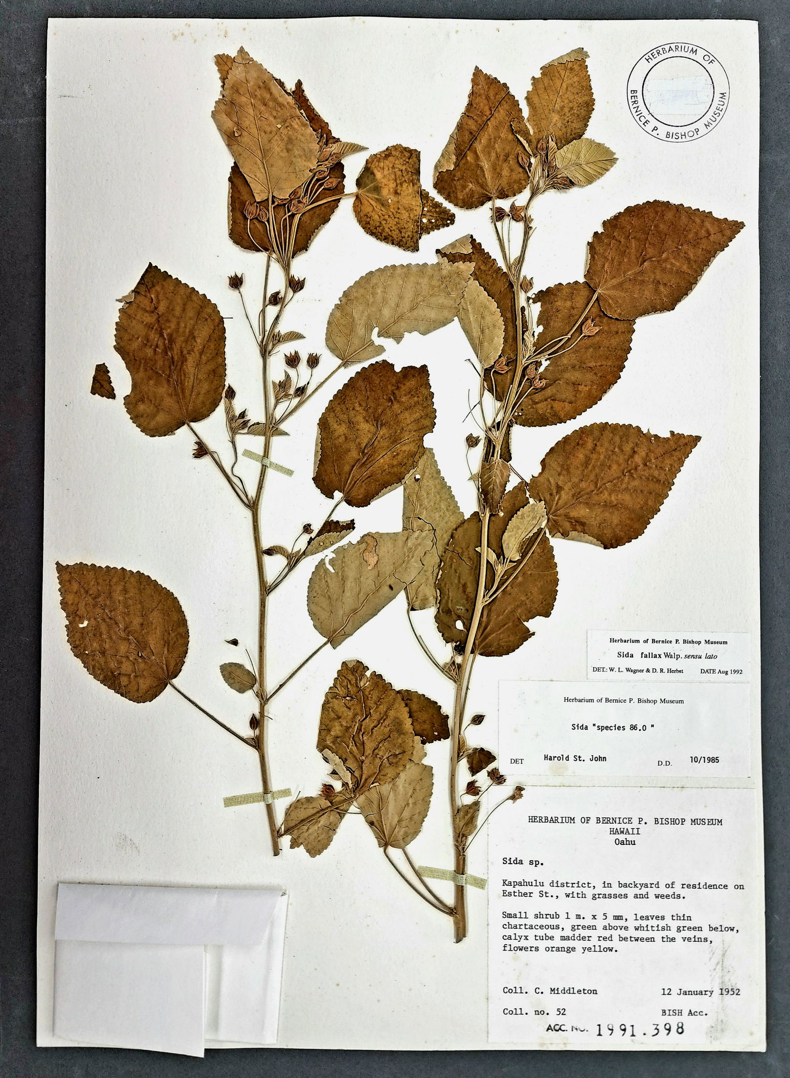 Antique Botanical Pressed Plant Herbarium Specimens Bishop Museum (1 of 1)
