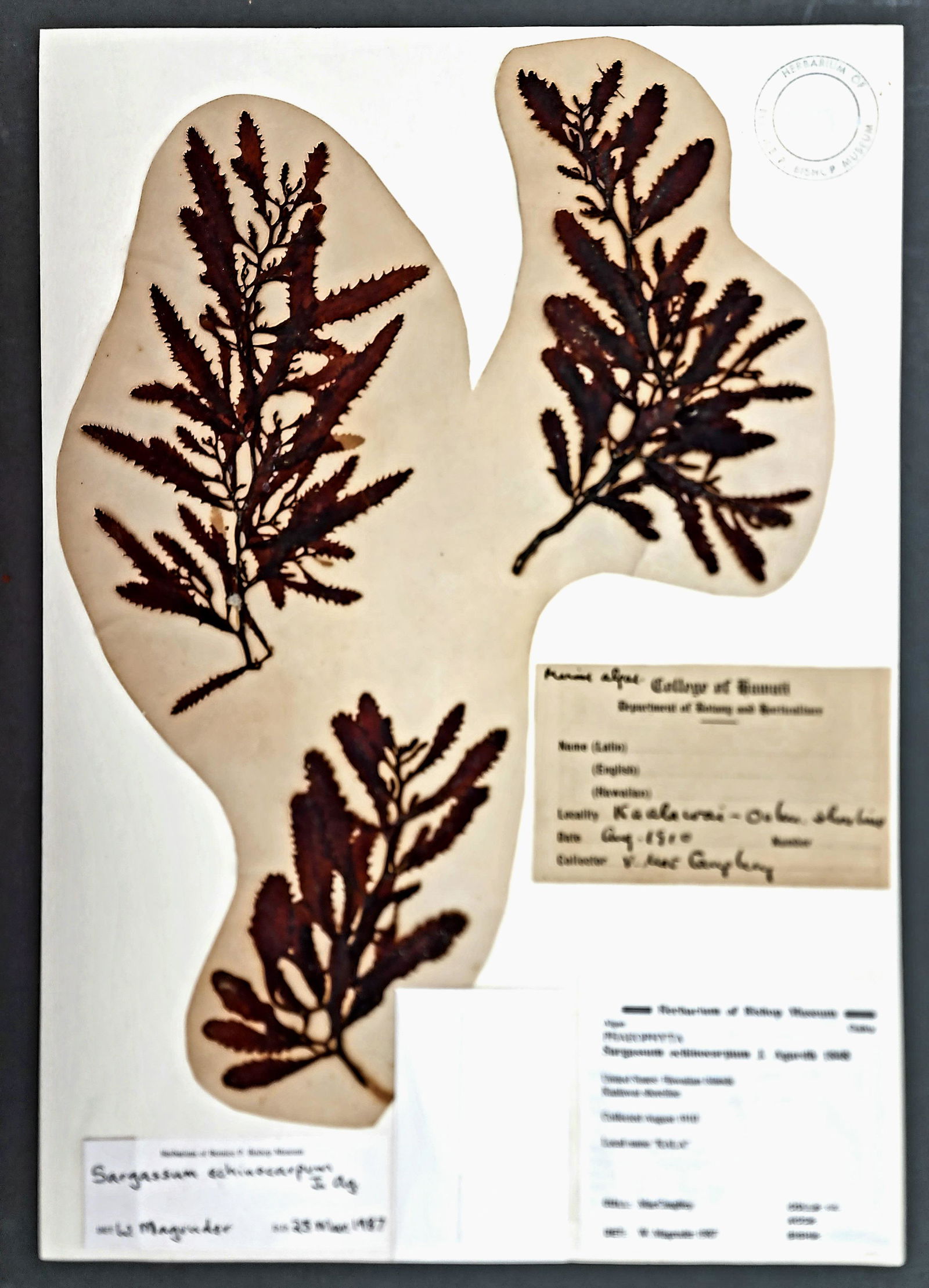 Antique Botanical Pressed Plant Herbarium Specimens Bishop Museum (1 of 1)