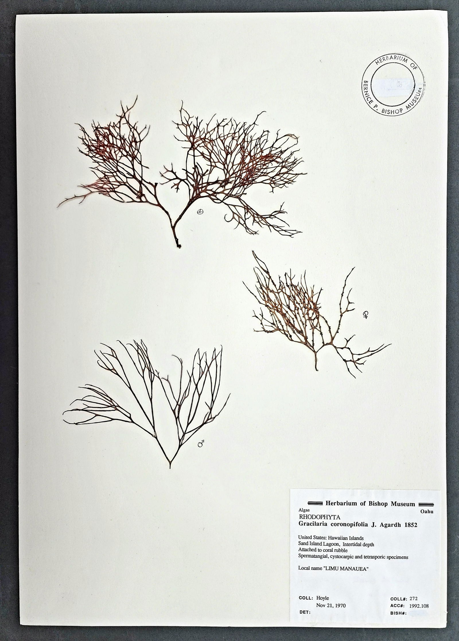 Antique Botanical Pressed Plant Herbarium Specimens Bishop Museum (1 of 1)