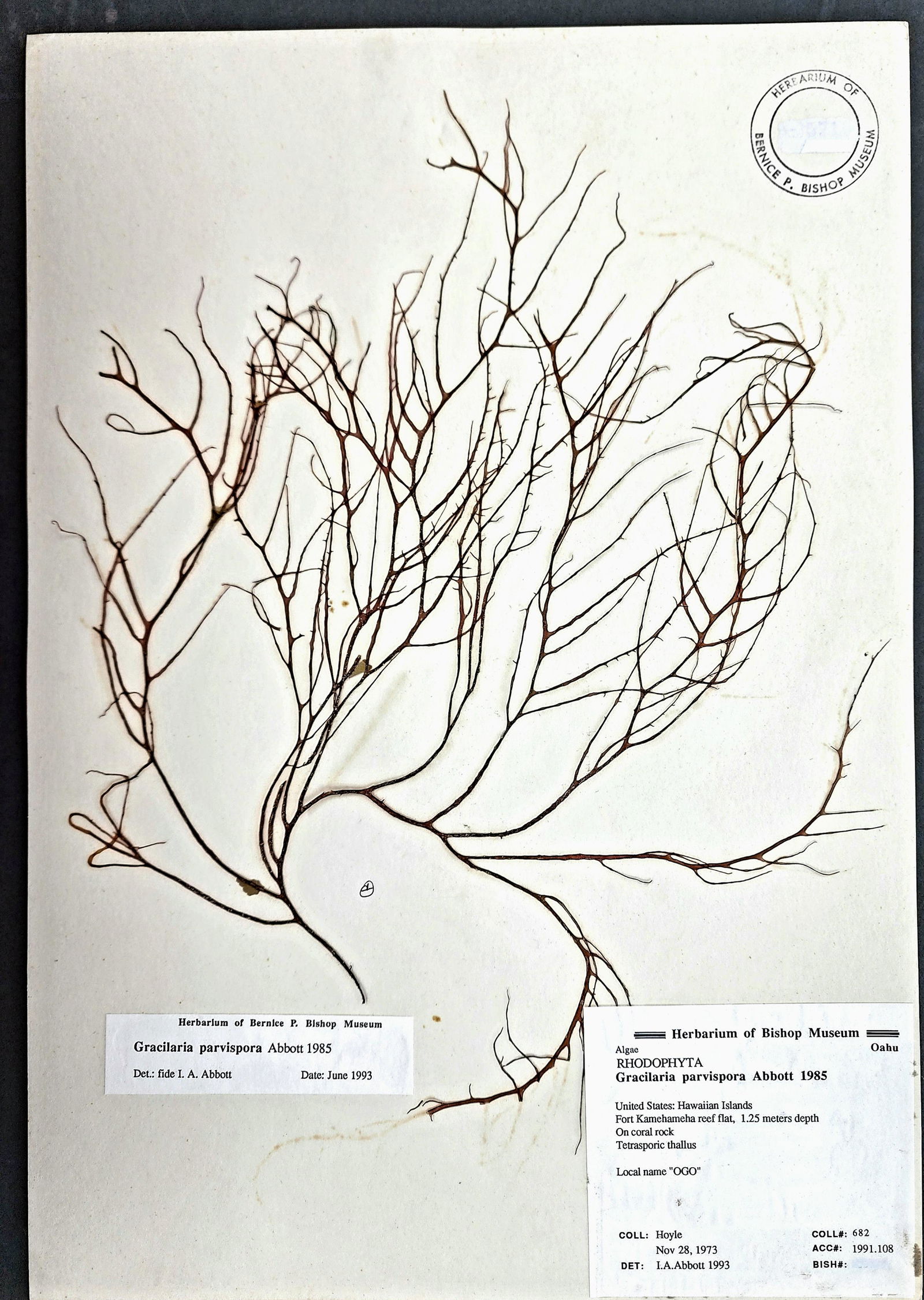 Antique Botanical Pressed Plant Herbarium Specimens Bishop Museum (1 of 1)