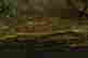 item-129962862=5