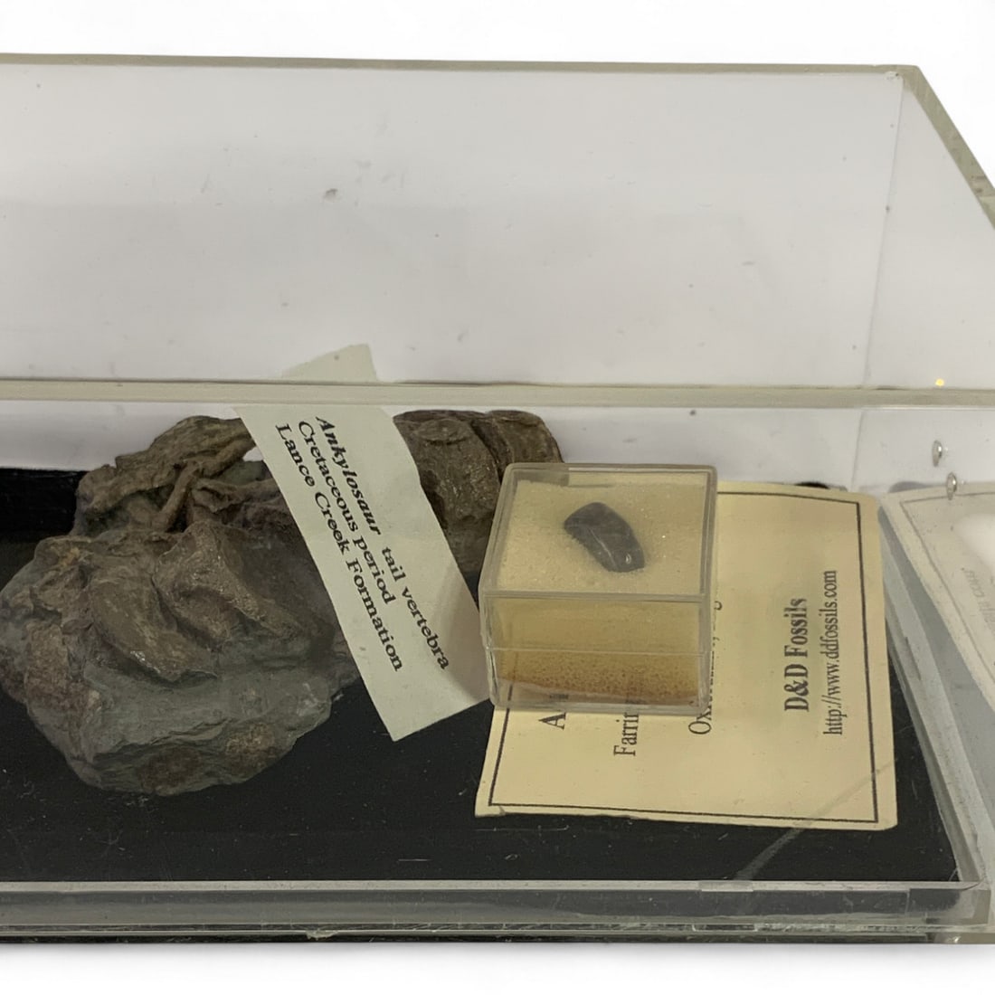 Misc. Fossils In Display Case: Ankylosaur Tail Vertebra, Tooth, Misc. See Photos. Case Measures 6" Long.