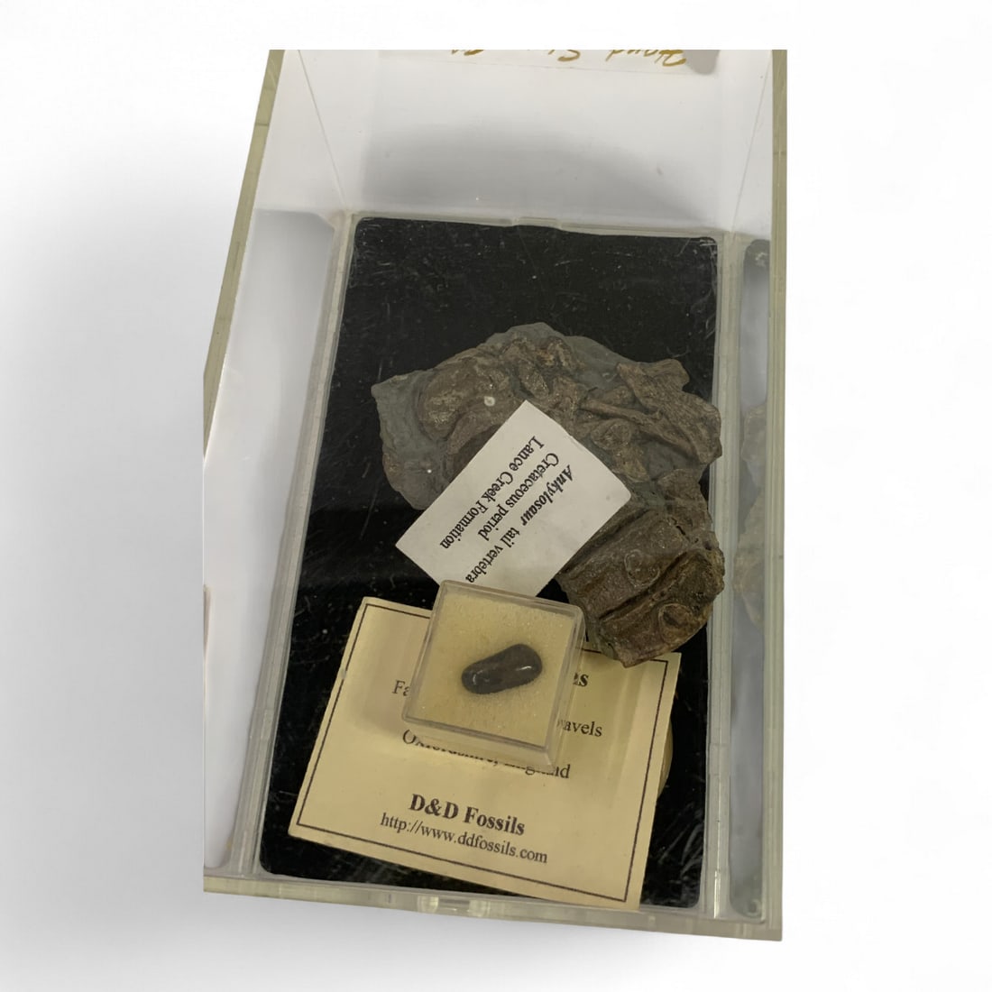 Misc. Fossils In Display Case - 4