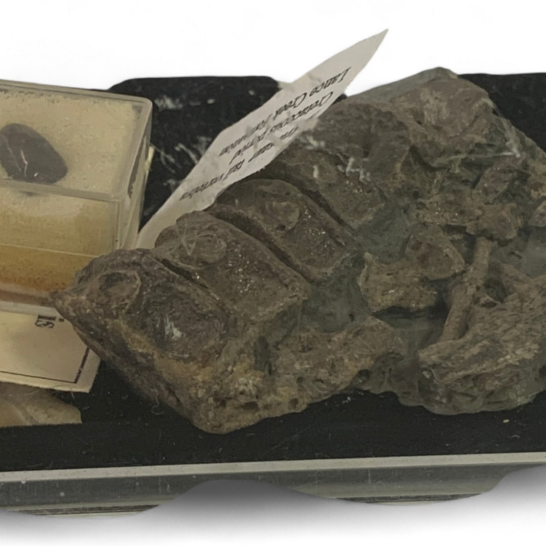 Misc. Fossils In Display Case - 5