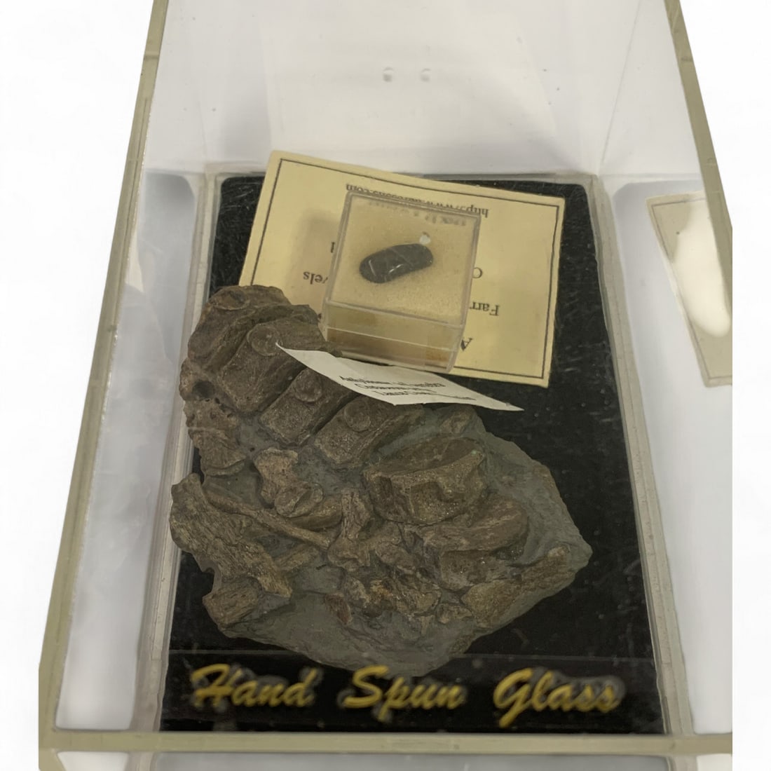 Misc. Fossils In Display Case - 7