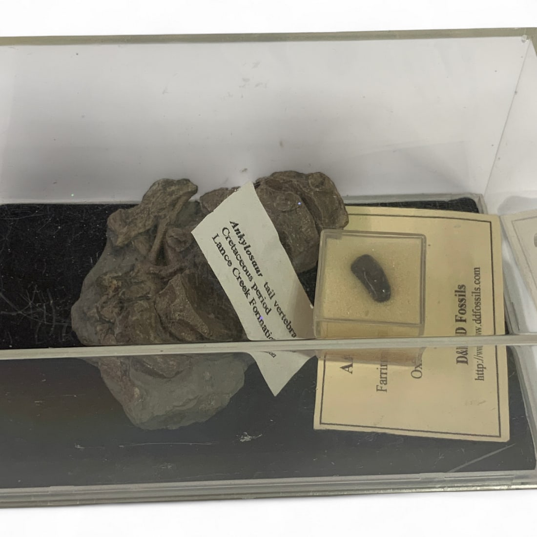 Misc. Fossils In Display Case - 8