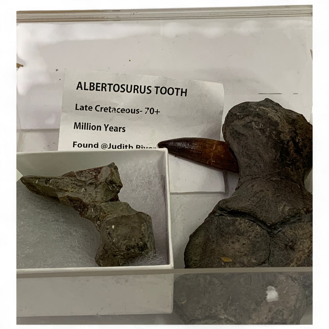 Group Of Misc. Fossils: See Photos. Including: Albertosurus Tooth, Ichthysosaurus Communis, Opthalmosaurus Partial Ribs.