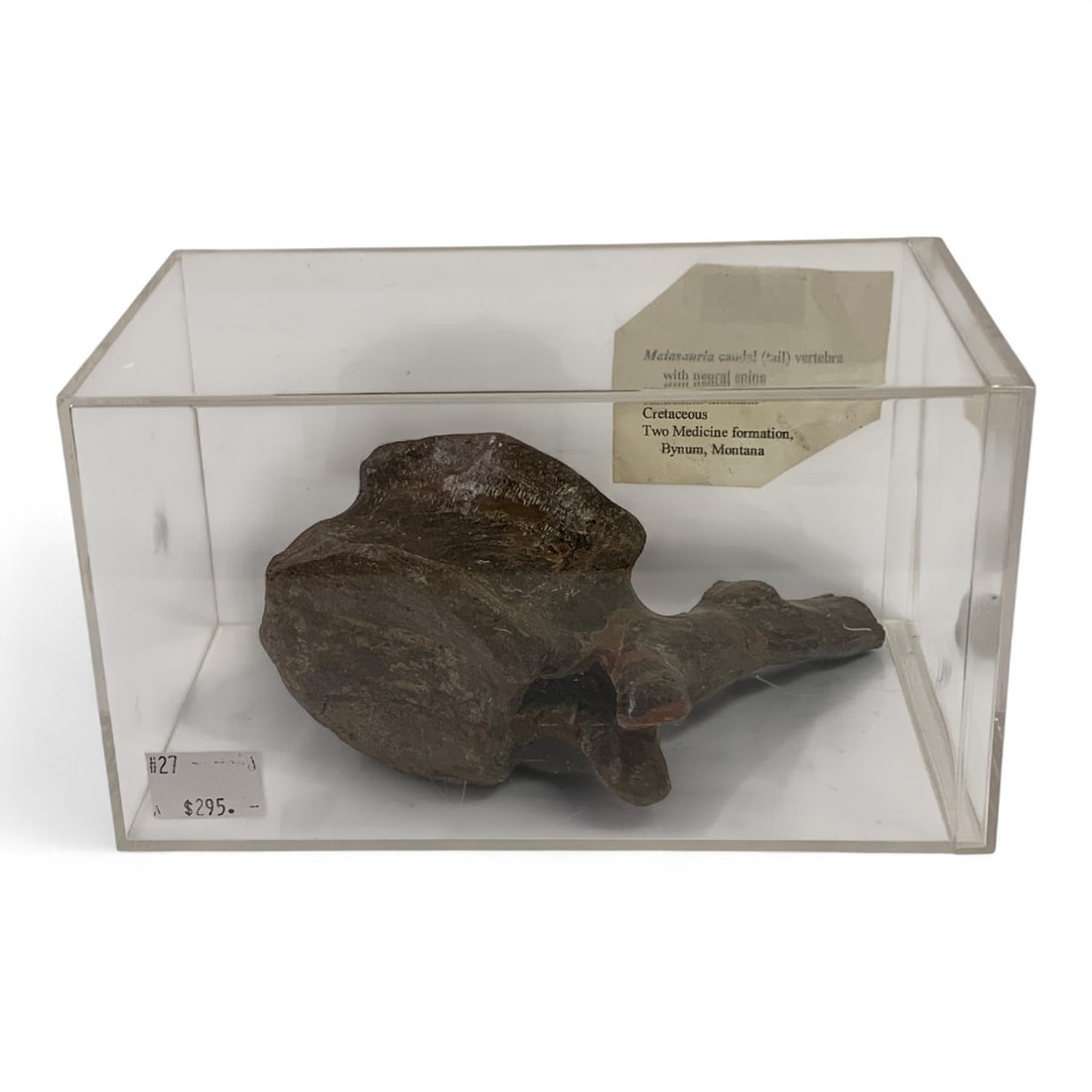 Maiasauria Caudal Tail Vertebra In Display Case: See Photos. Case Measures 7" Long.