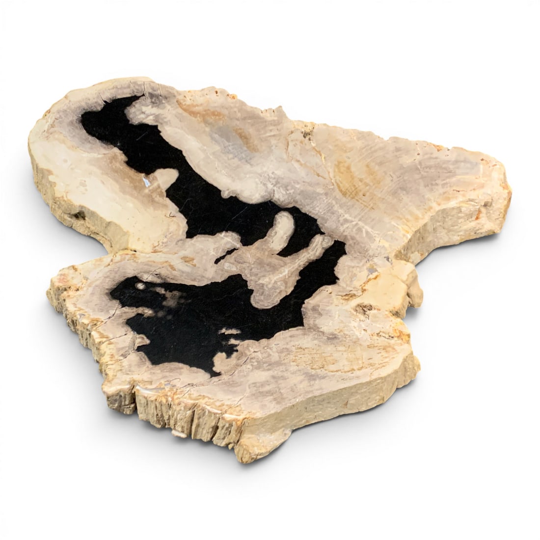 Polished Petrified Wood Slice: Polished Petrified Wood Slice14 1/2" X 10 1/2"
