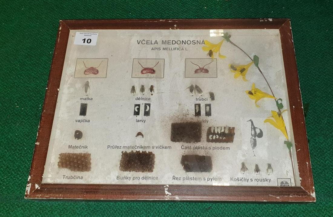A large quantity of cased and uncased Taxidermy of: A large quantity of cased and uncased Taxidermy of beetles, moths etc. (Q) (3).