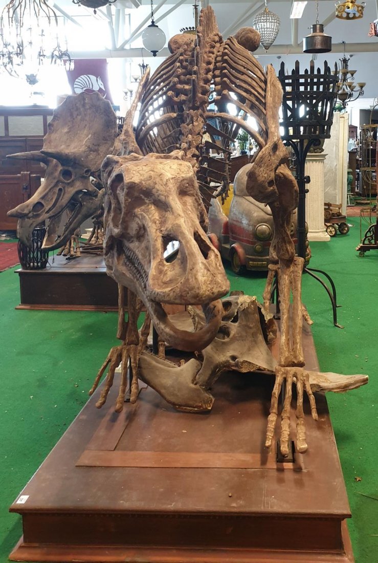 A very large prop of a life size Maiasaura Dinosaur on: A very large prop of a life size Maiasaura Dinosaur on a plinth base ( Pilgrims Castle). Maiasaura is a large herbivorous hadrosaurid dinosaur genus that lived in the area currently covered by the sta