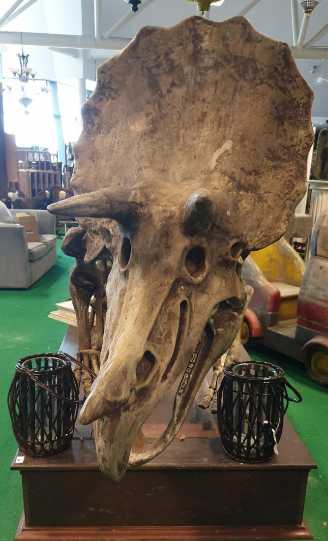 A very large prop of a life size Triceratops.: A very large prop of a life size Triceratops. Triceratops is a genus of herbivorous ceratopsid dinosaur that first appeared during the late Maastrichtian stage of the late Cretaceous period, about 68 