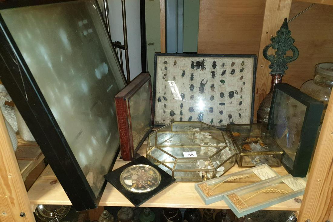 A quantity of Taxidermy and other Items to include: A quantity of Taxidermy and other Items to include beetles, butterflies etc. (Q) (1).