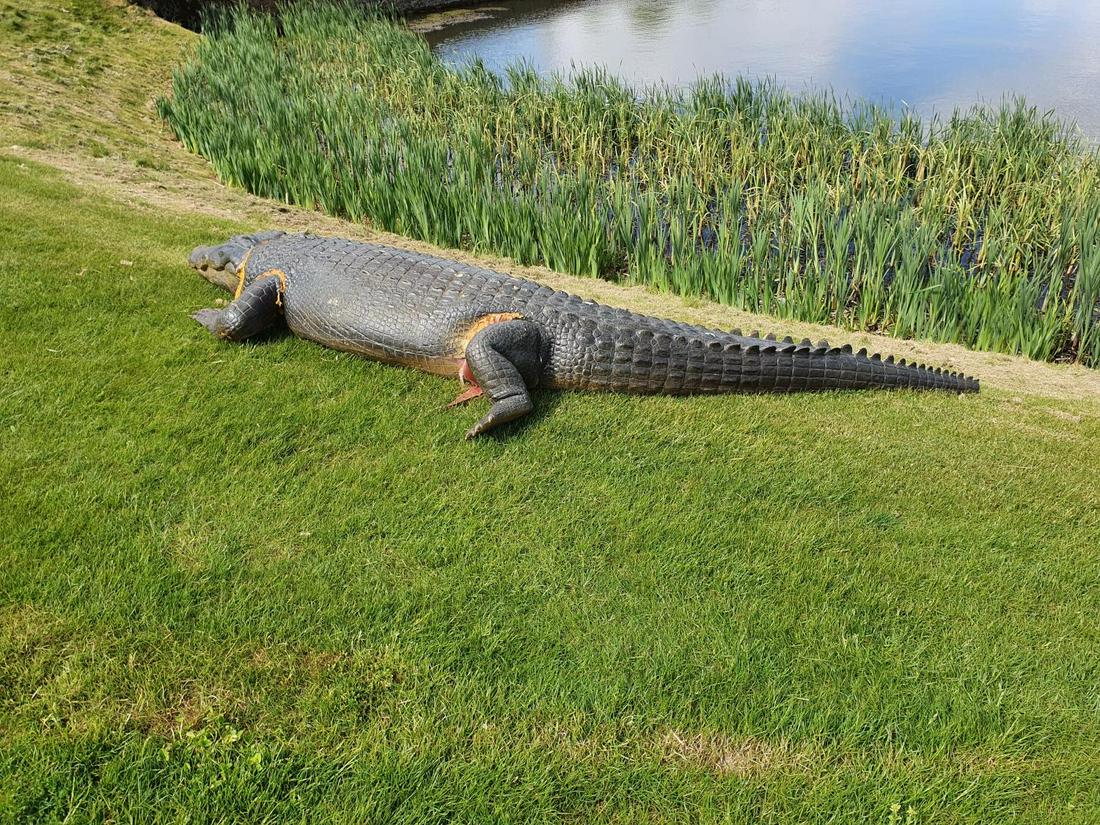 A large faux 14 foot Alligator. (1) (golf course).: A large faux 14 foot Alligator. (1) (golf course).